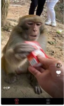 宠物趣看安卓版