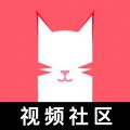 猫咪视频官方版