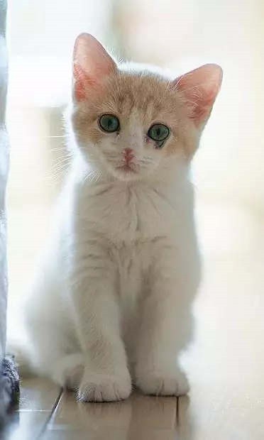 小猫壁纸精简版