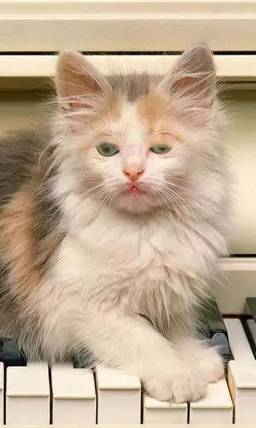 小猫壁纸精简版