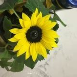 琴瑟直播破解版