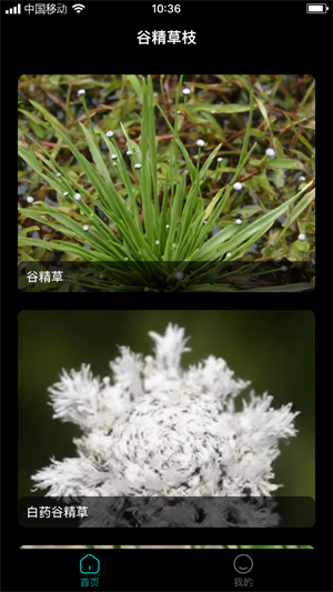 谷精草枝精简版