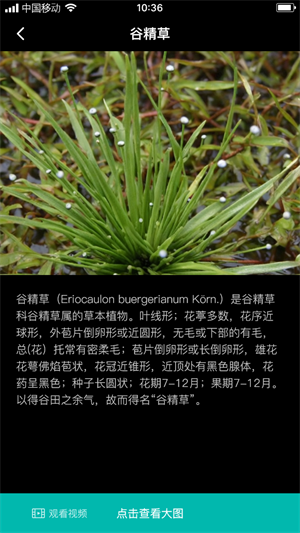 谷精草枝精简版
