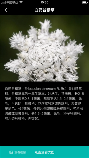 谷精草枝精简版