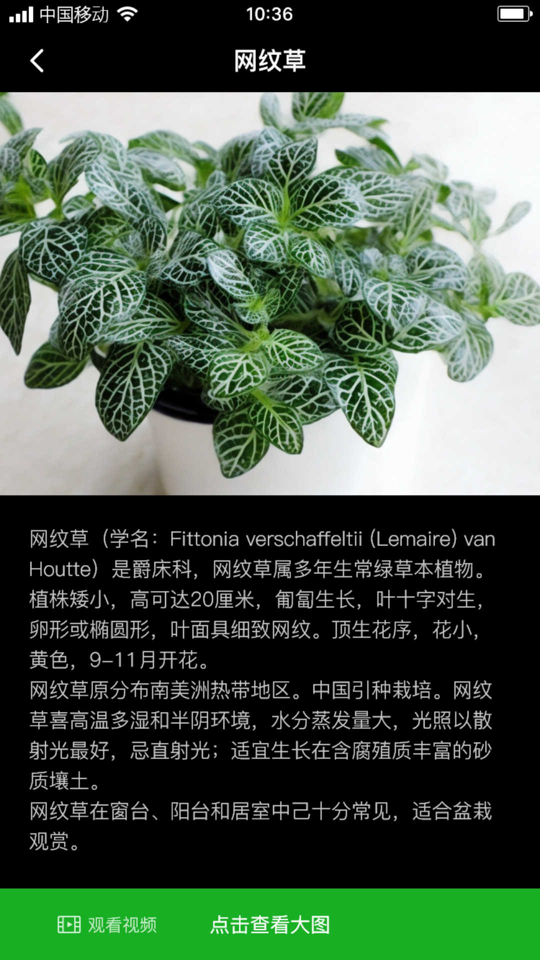 网纹草破解版